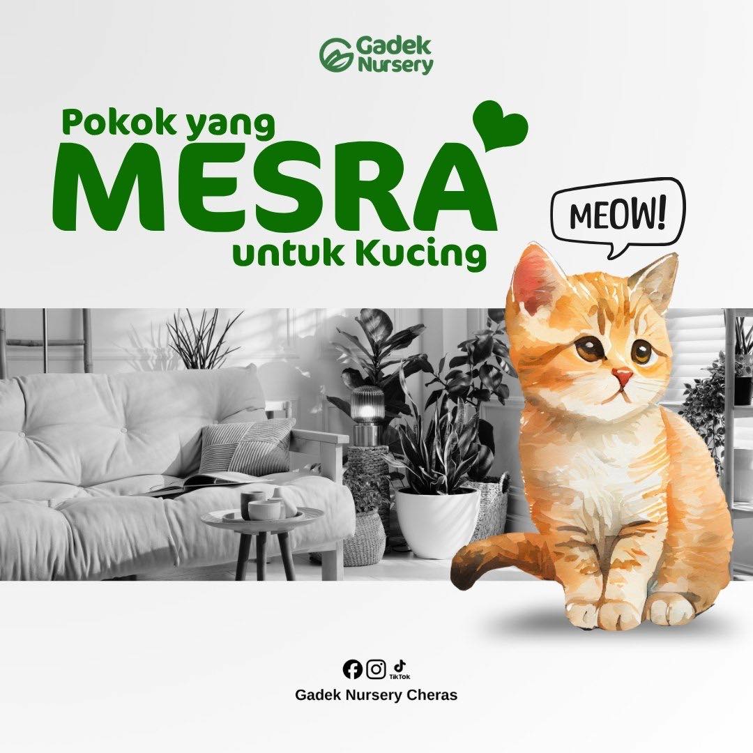Gadek Nursery Cheras Facebook ad: Bagi pemilik kucing, pemilihan pokok hiasan perlu lebih…