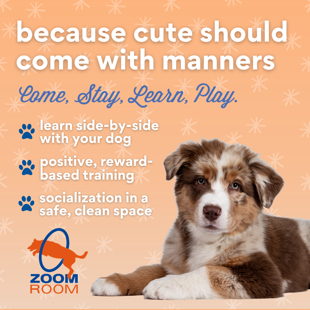 Zoom Room Dog Training Facebook ad from Oct 15, 2025