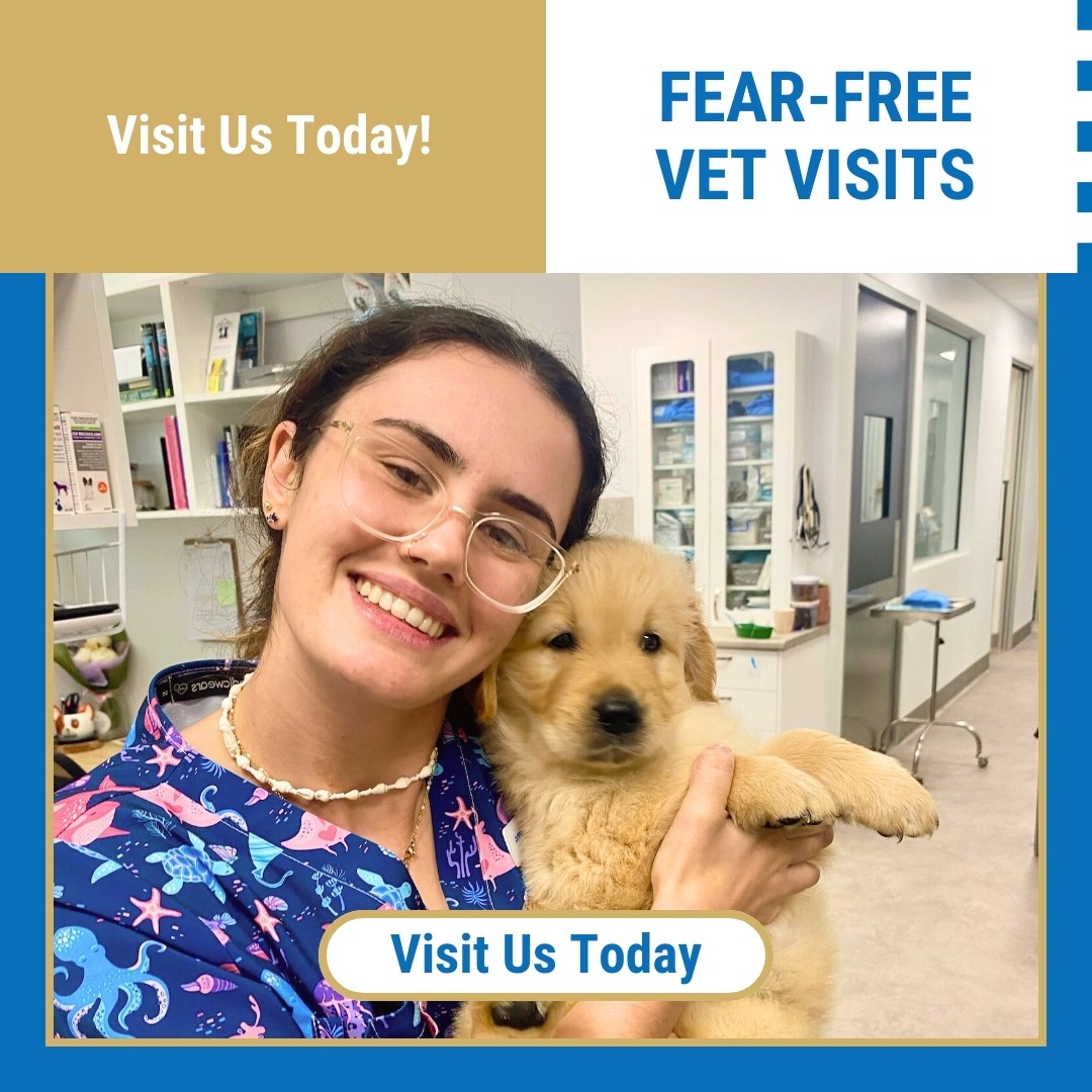 Northern Beaches Veterinary Clinic Facebook ad: At Northern Beaches Veterinary Clinic, we’re dedicated to…