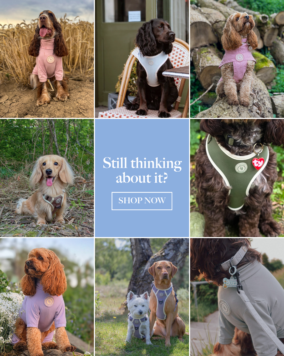 Dog Barn Yorkshire  Facebook ad