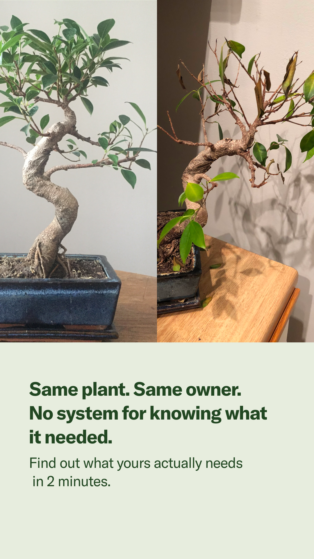 Planta Facebook ad