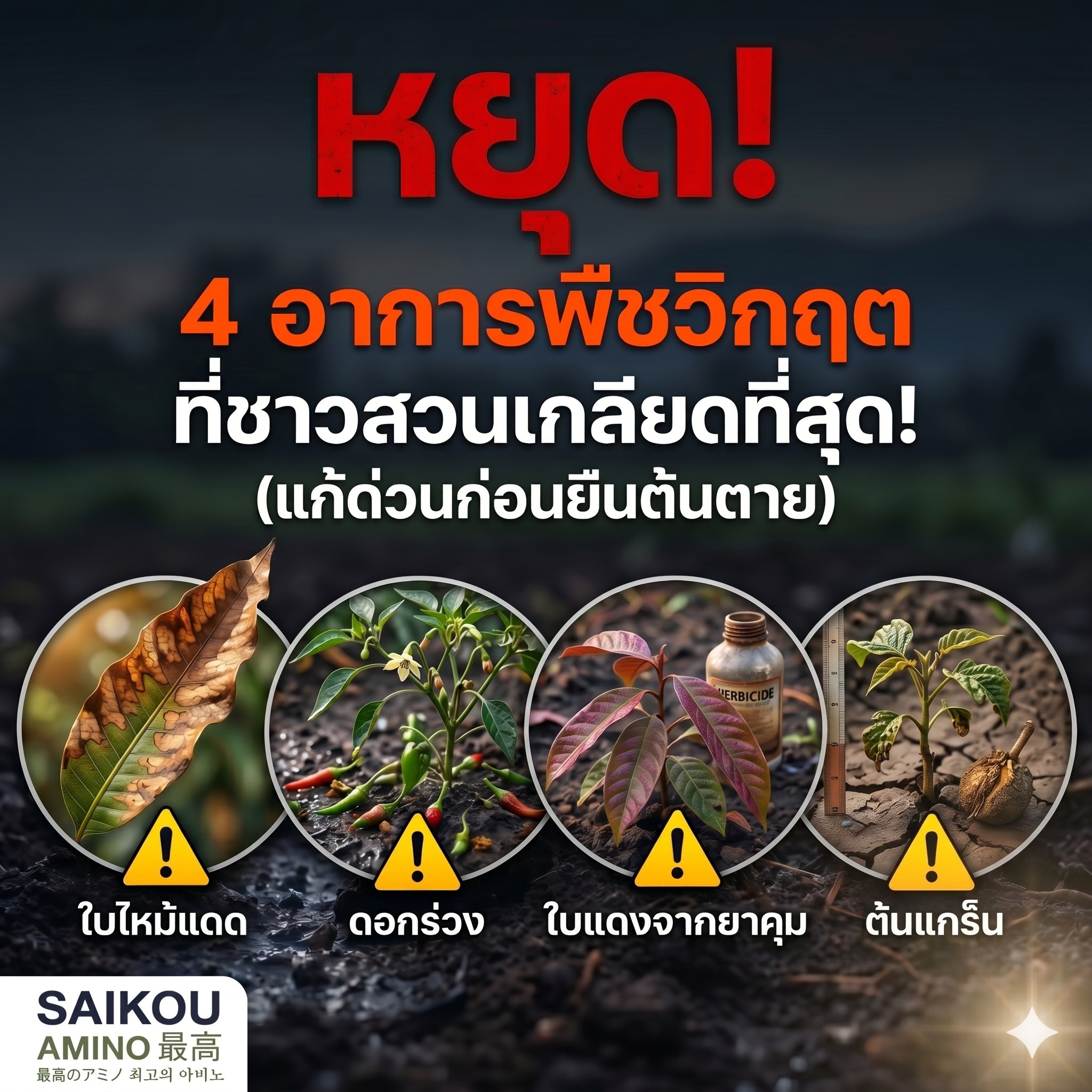 Saikou AMINO Thailand Facebook ad: เช็คด่วน! ถ้าต้นไม้มี 4 อาการนี้.