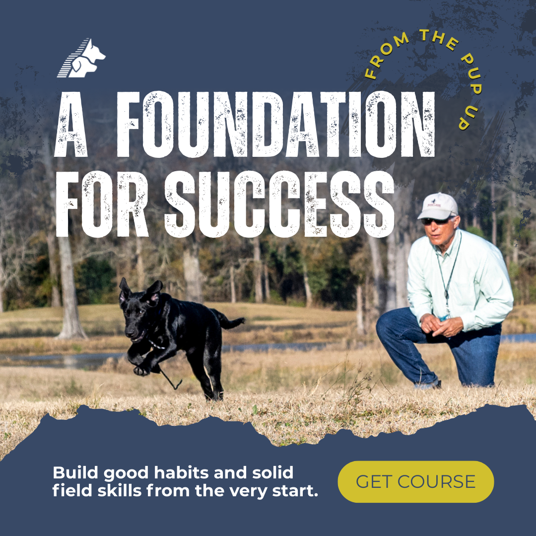 Retriever - From the Pup Up Facebook ad: The Foundation for a Field Champion