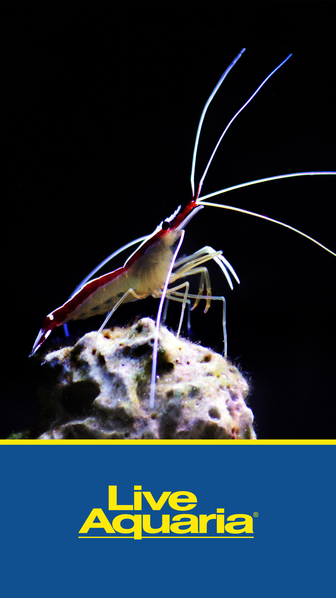 LiveAquaria.com Facebook ad