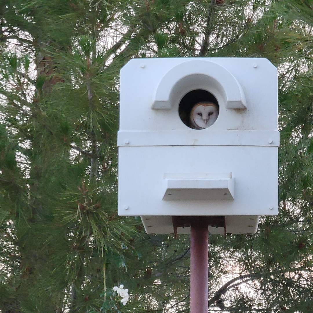 Barn Owl Box Company Facebook ad