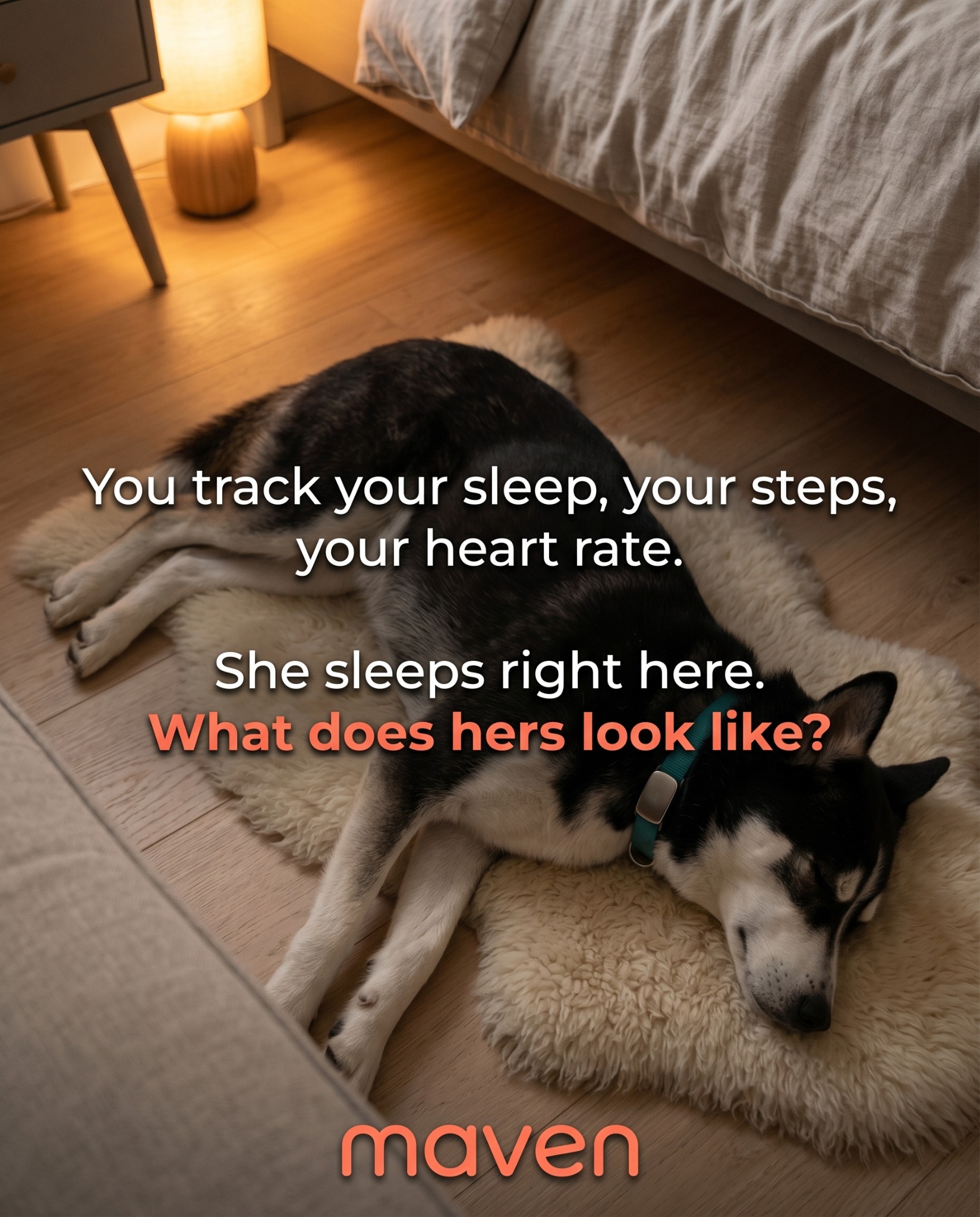 Maven Pet Facebook ad