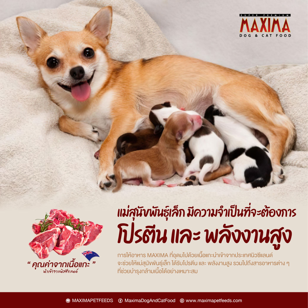 MAXIMA DOG & CAT FOOD Facebook ad: ให้โปรตีน และ ให้พลังงานสูง