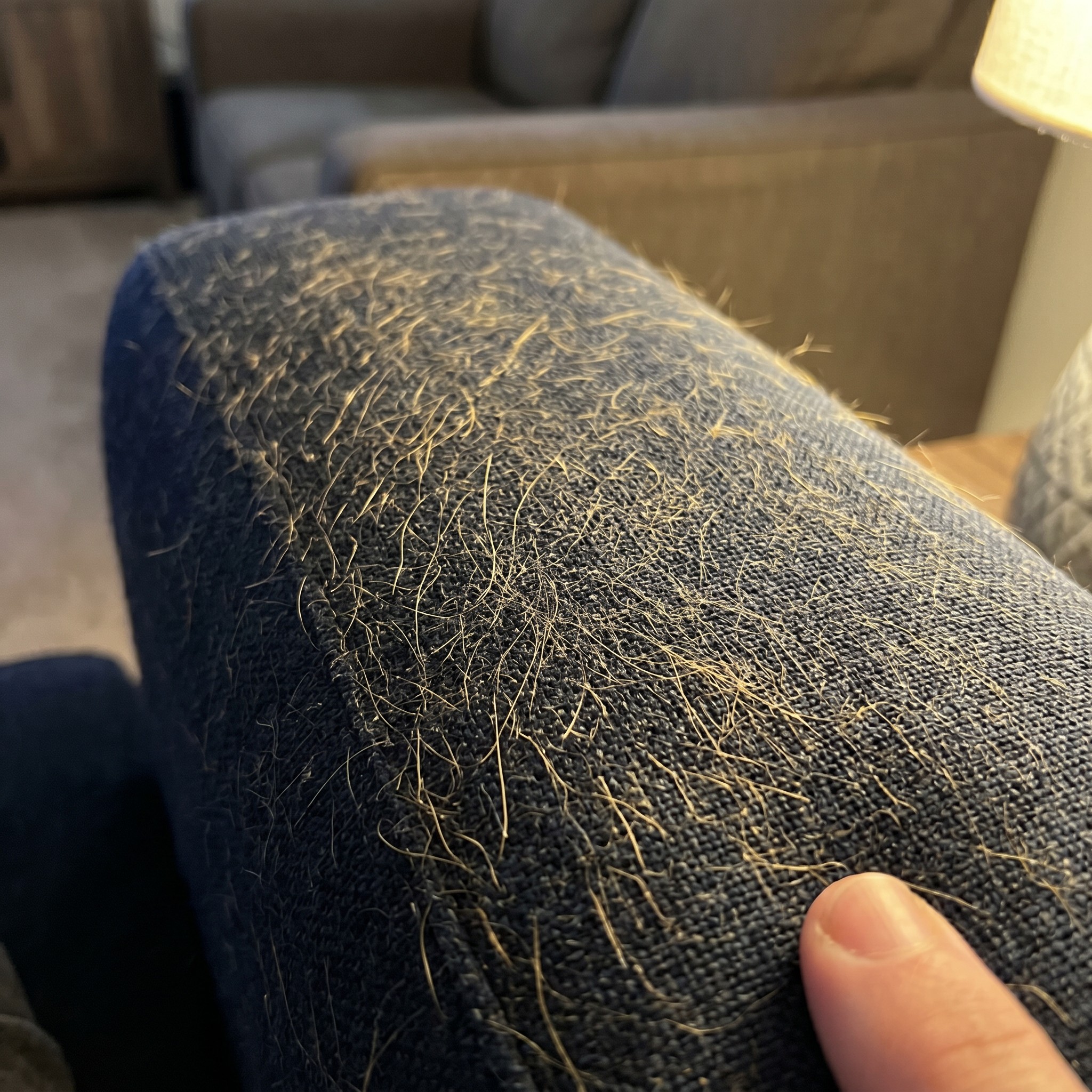Rafitheminiaussie Facebook ad: Dog Groomer Breaks 14-Year Silence On Shedding