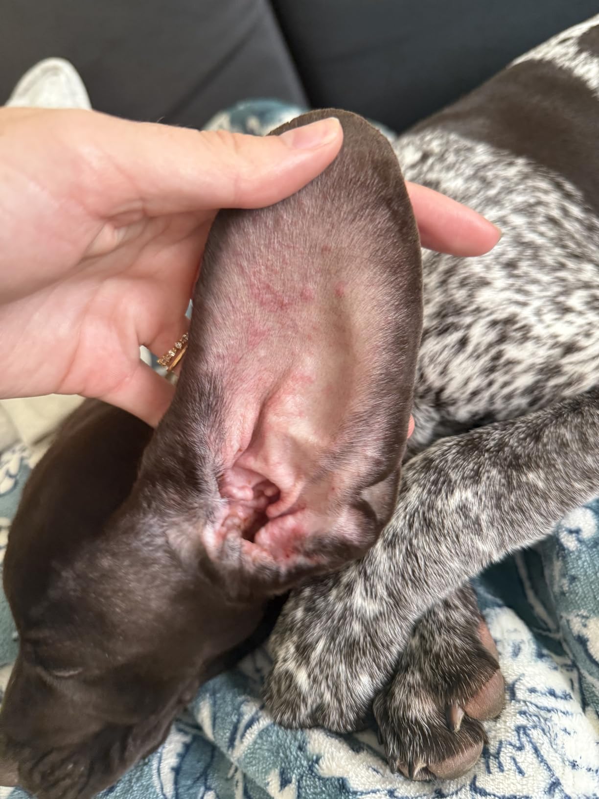 Everyday Pet Parent Facebook ad