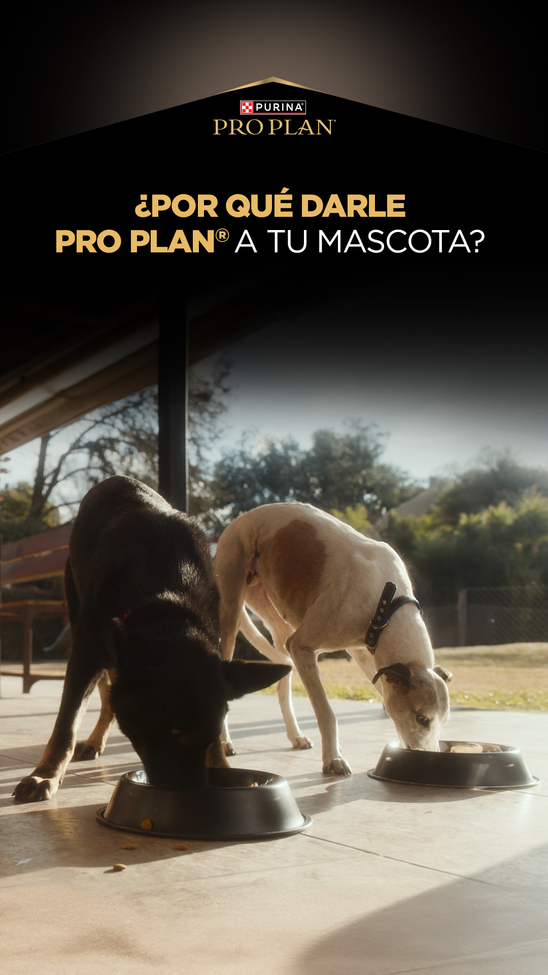 Purina Pro Plan Facebook ad