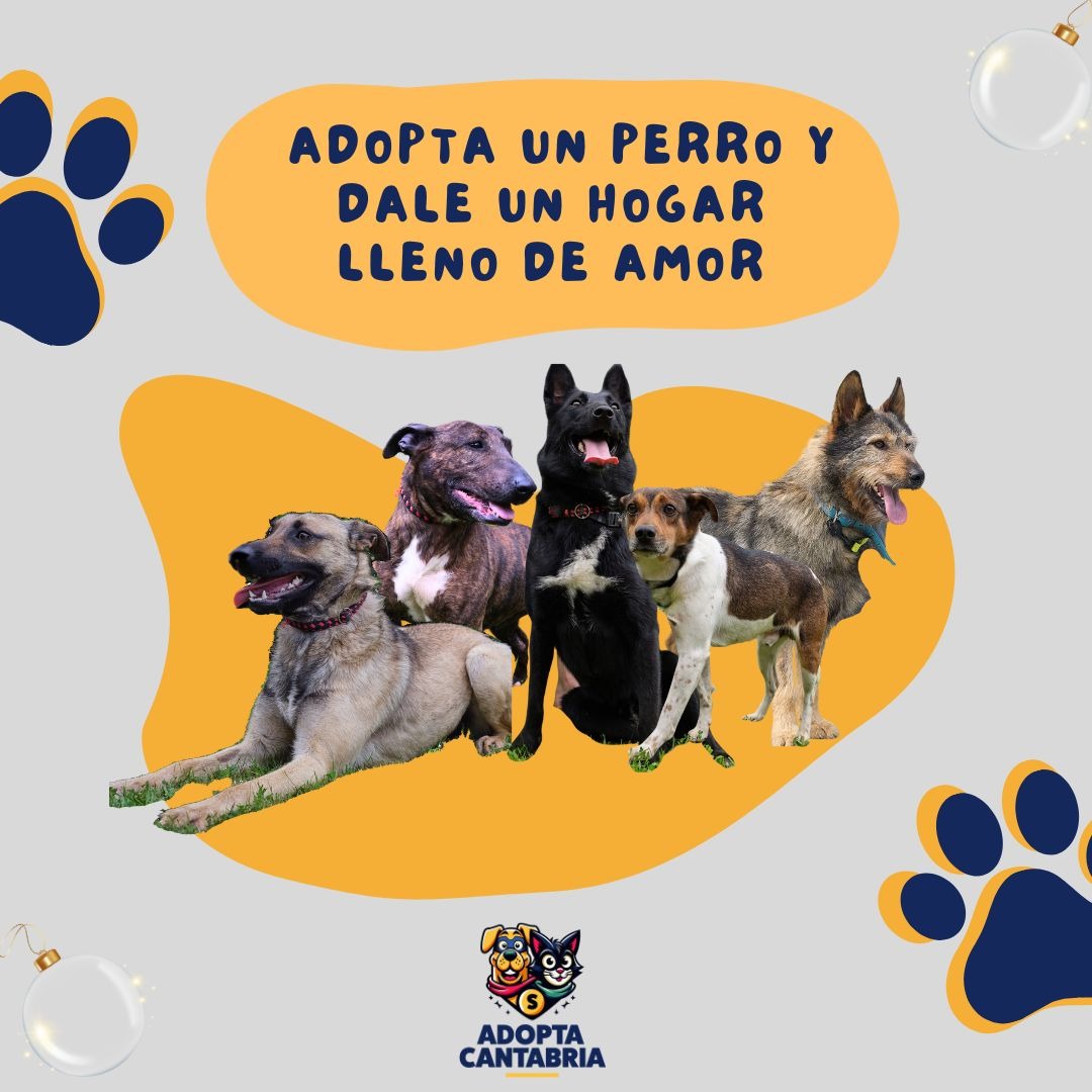 Adopta Cantabria Facebook ad from Dec 30, 2024
