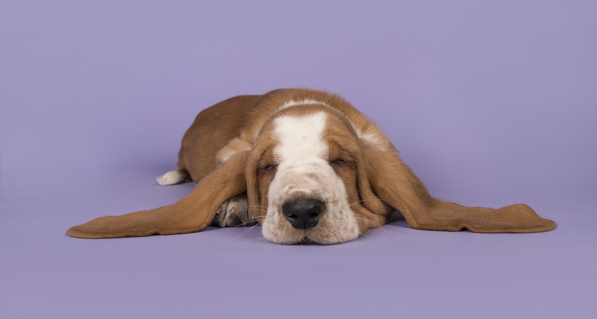 Natures Companions: Dog Behaviour Solutions, Grimsby. Facebook ad: ATTENTION PUPPY CLASS DATE CHANGE