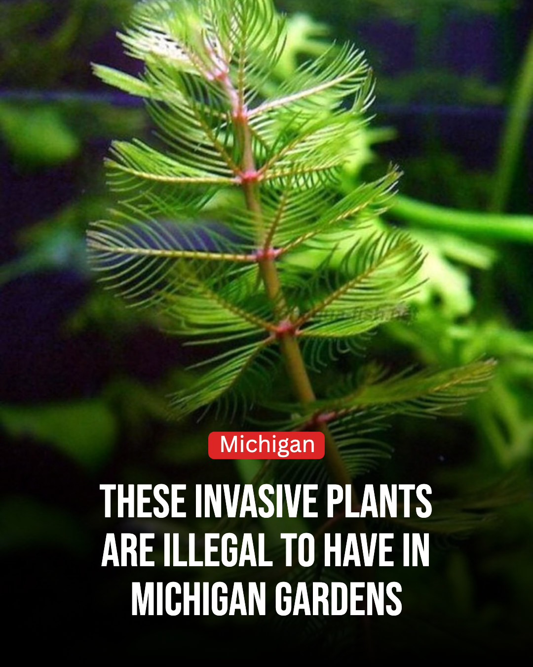 Michigan Gardener Facebook ad: These Invasive Plants Are Illegal To Have In Michigan…