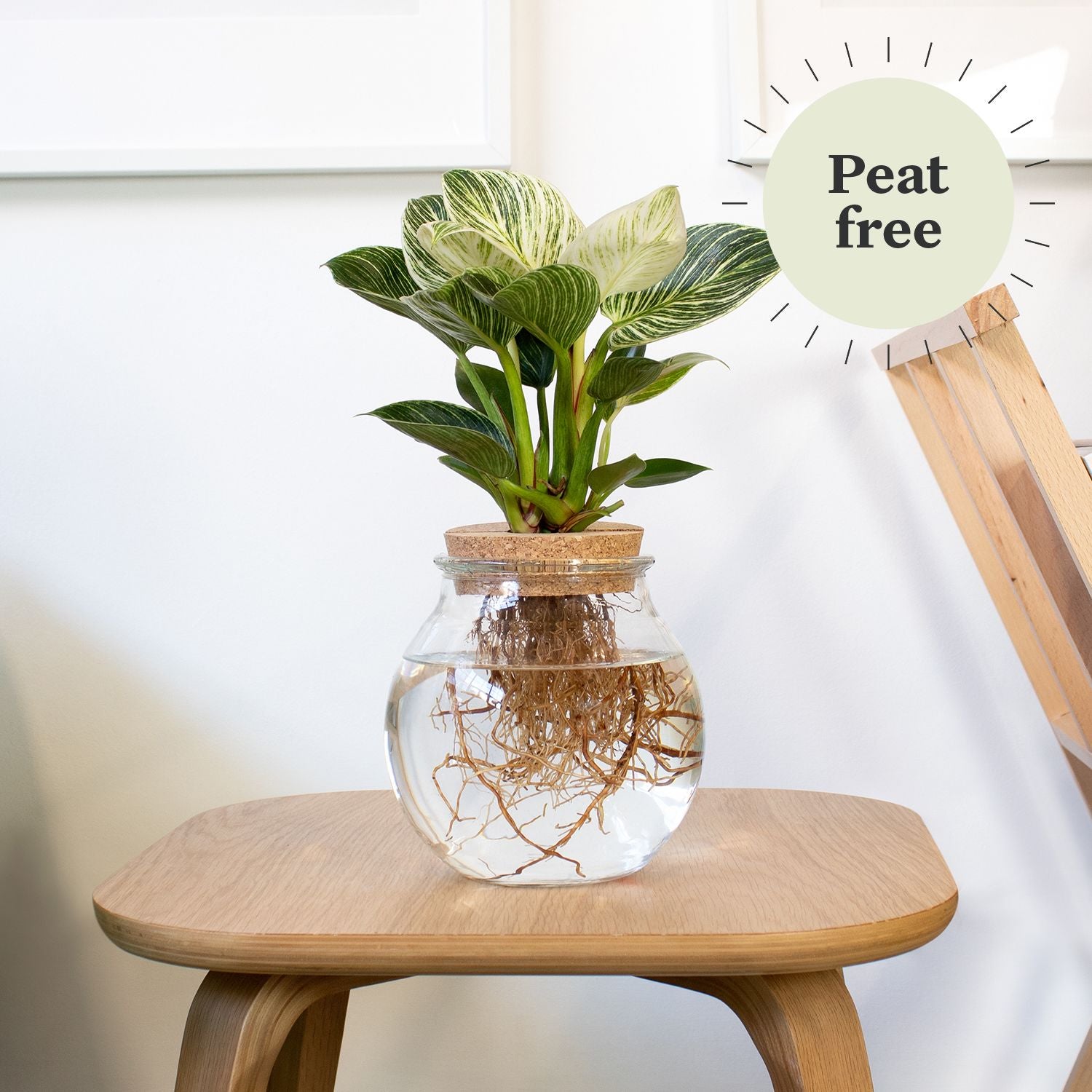 Patch plants Facebook ad