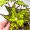 Plants This Weekend
