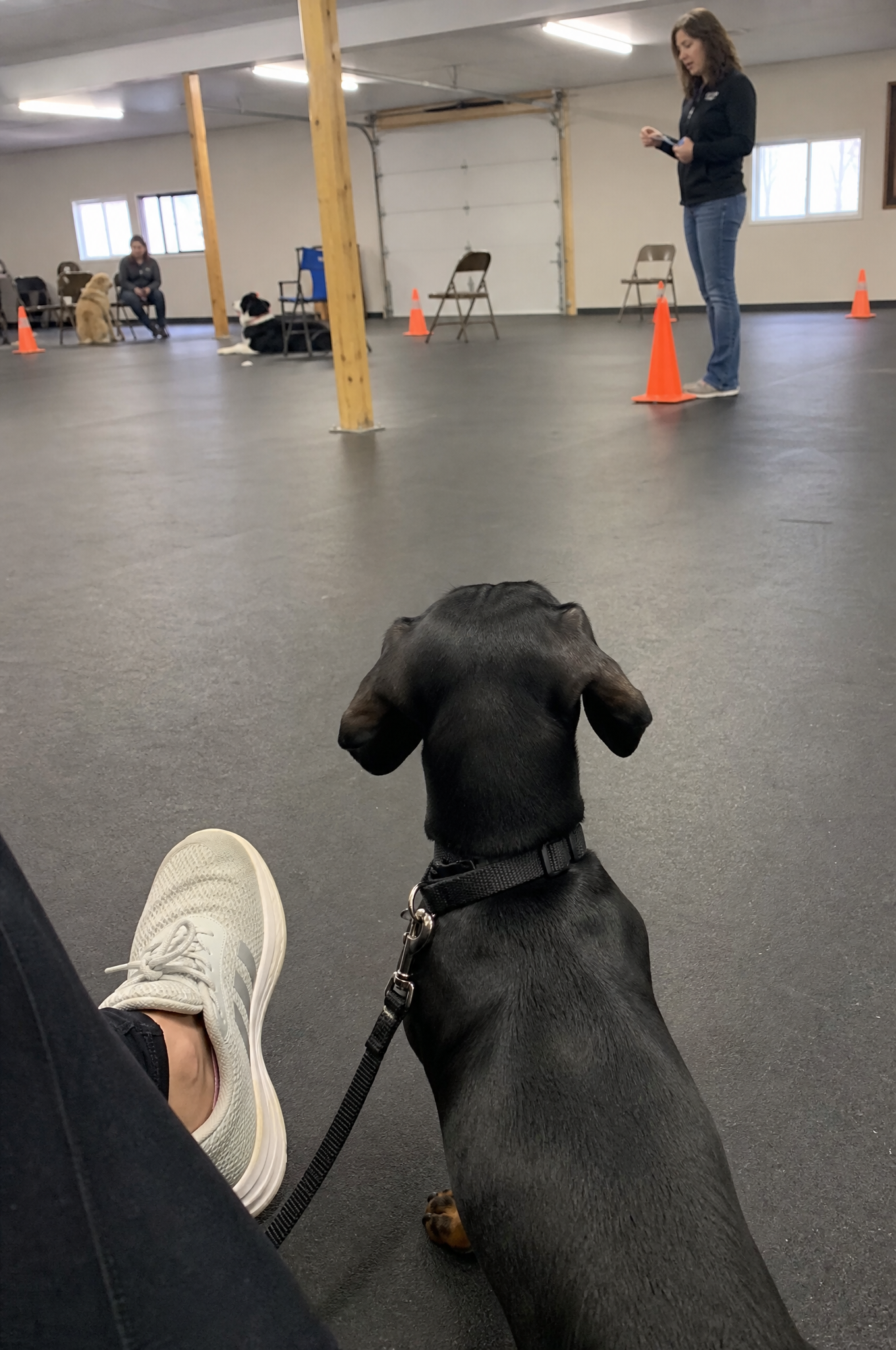 Karen Mitchell Facebook ad: Read this if you own a Dachshund