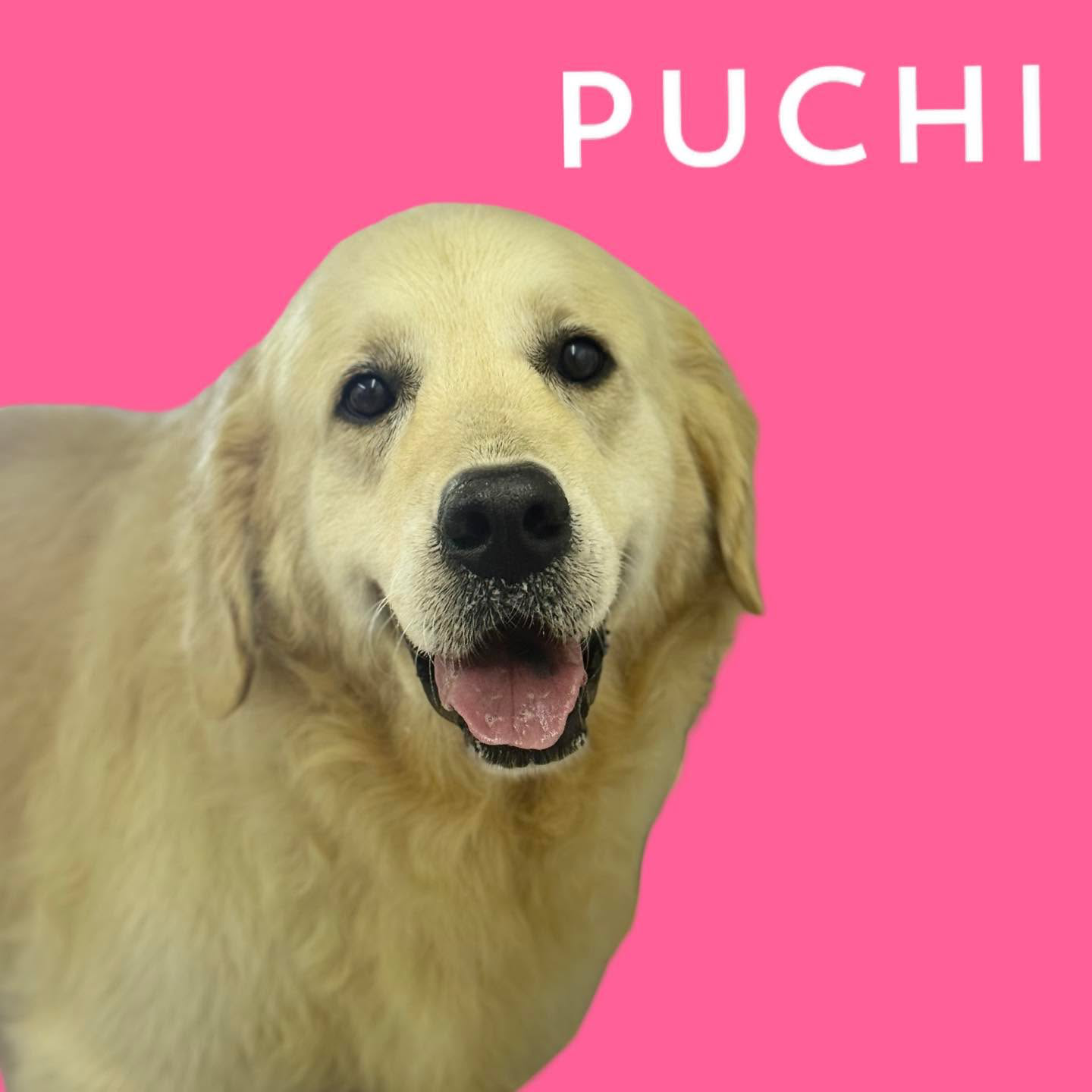 Puchi Dog Grooming Jersey Facebook ad