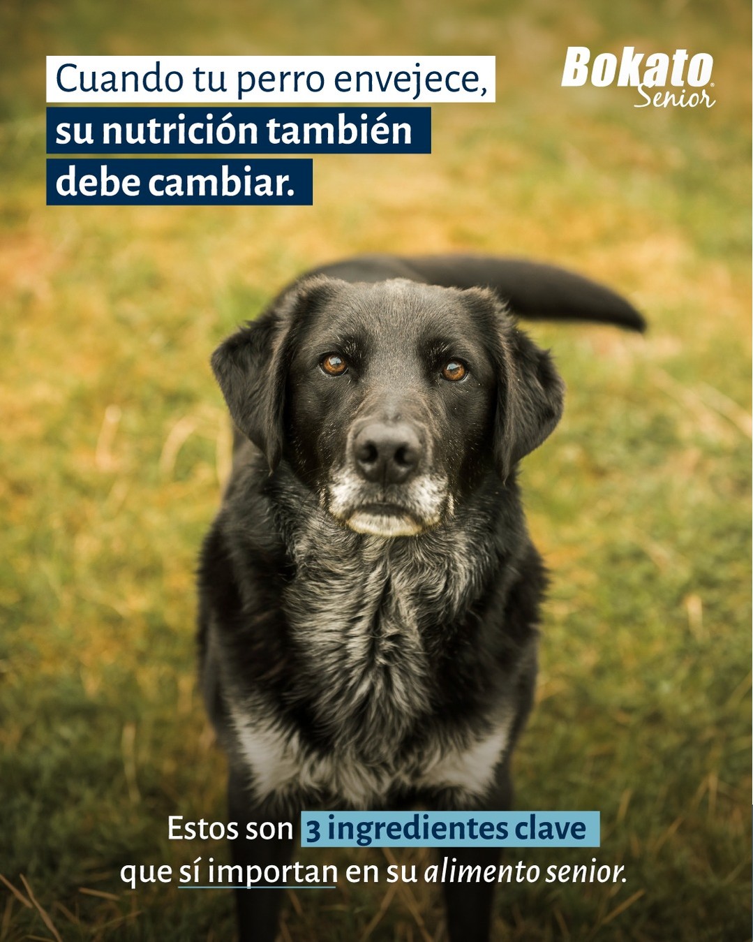 Alimentos Bokato Facebook ad: Con los años, los perros cambian y su…