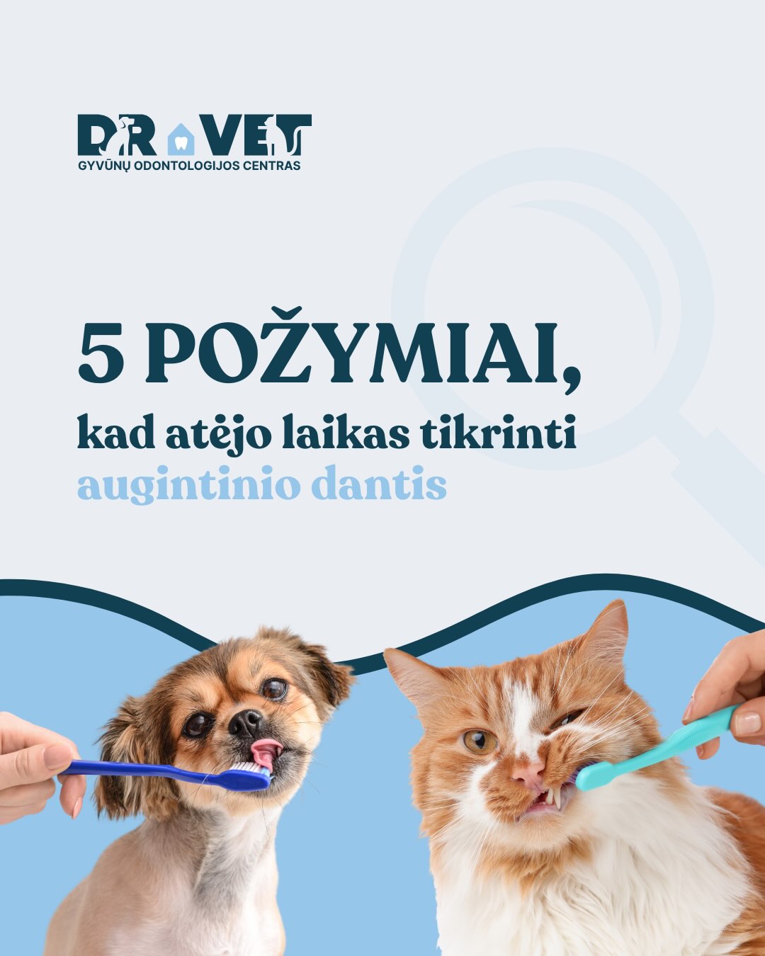 DR.VET Odontologija Facebook ad: Kokie požymiai rodo, kad metas patikrinti augintinio dantis?