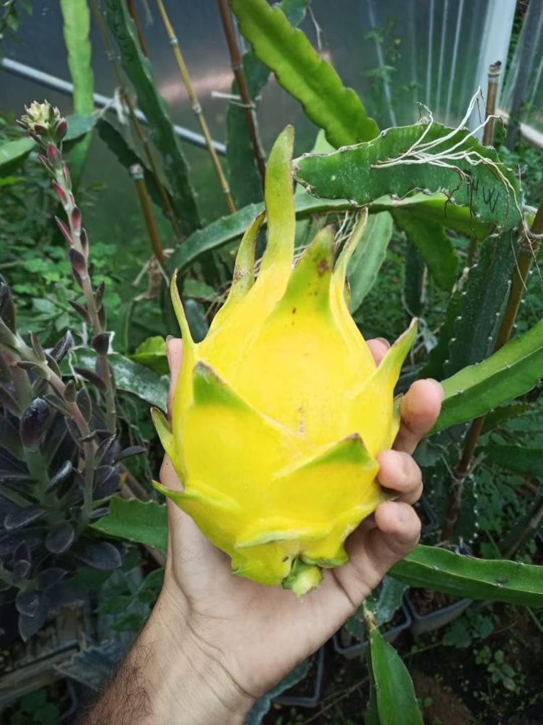 Dragon Fruit Cuttings&Rooted PH Facebook ad