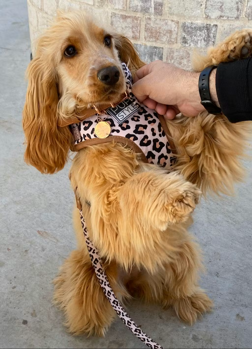 PUPSTYLE Store Facebook ad