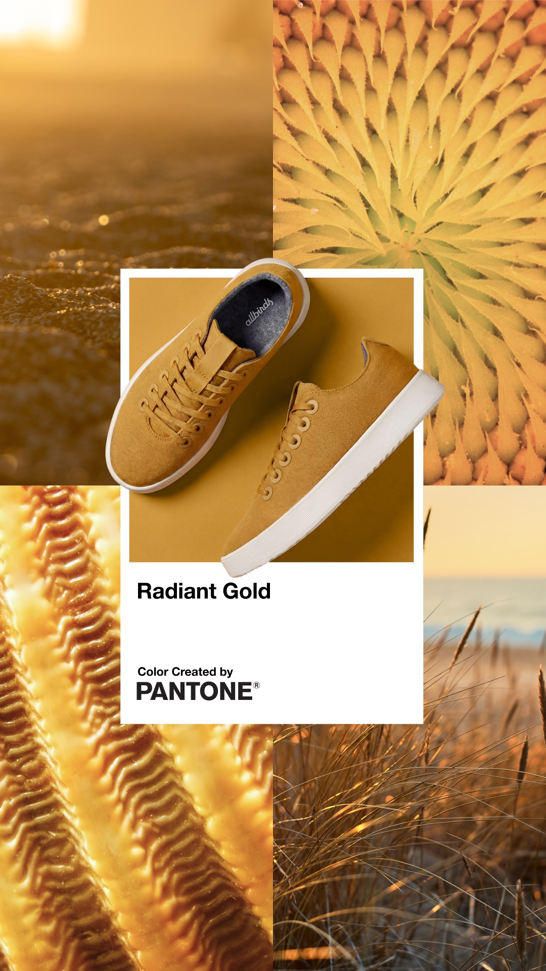 Allbirds Facebook ad