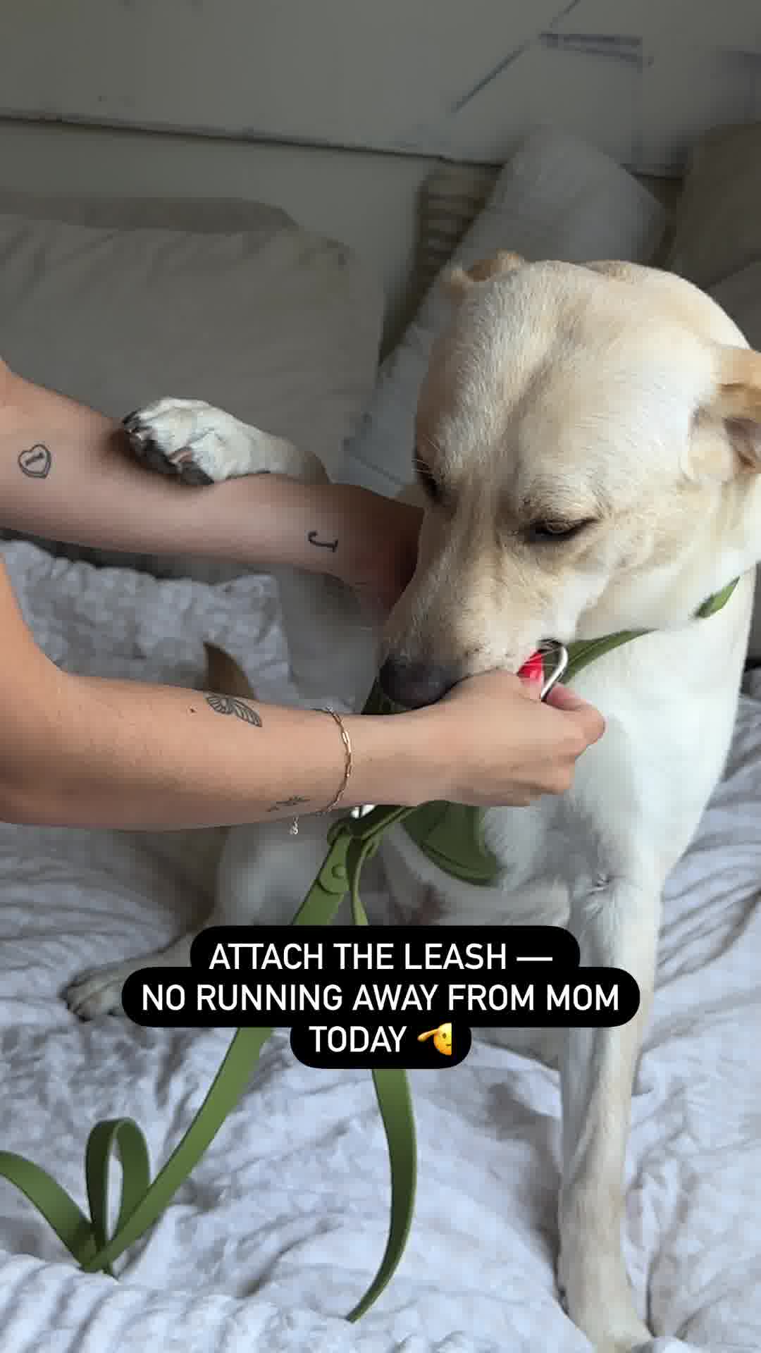 Wild One Facebook ad: Meet Moss