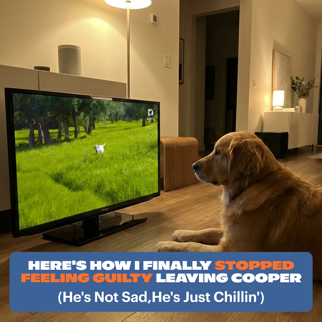 DOGTV Facebook ad