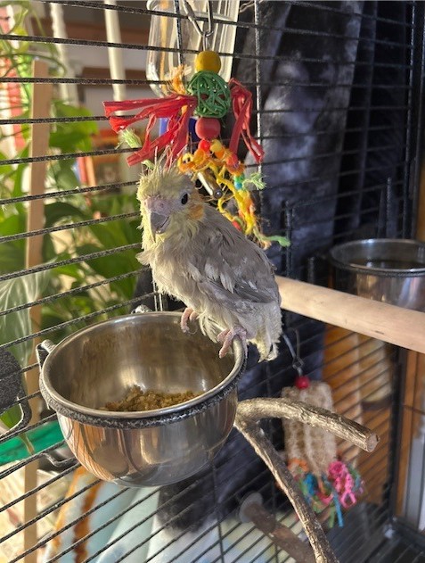 porschathecockatoo Facebook ad: Meet this brave little cockatiel!