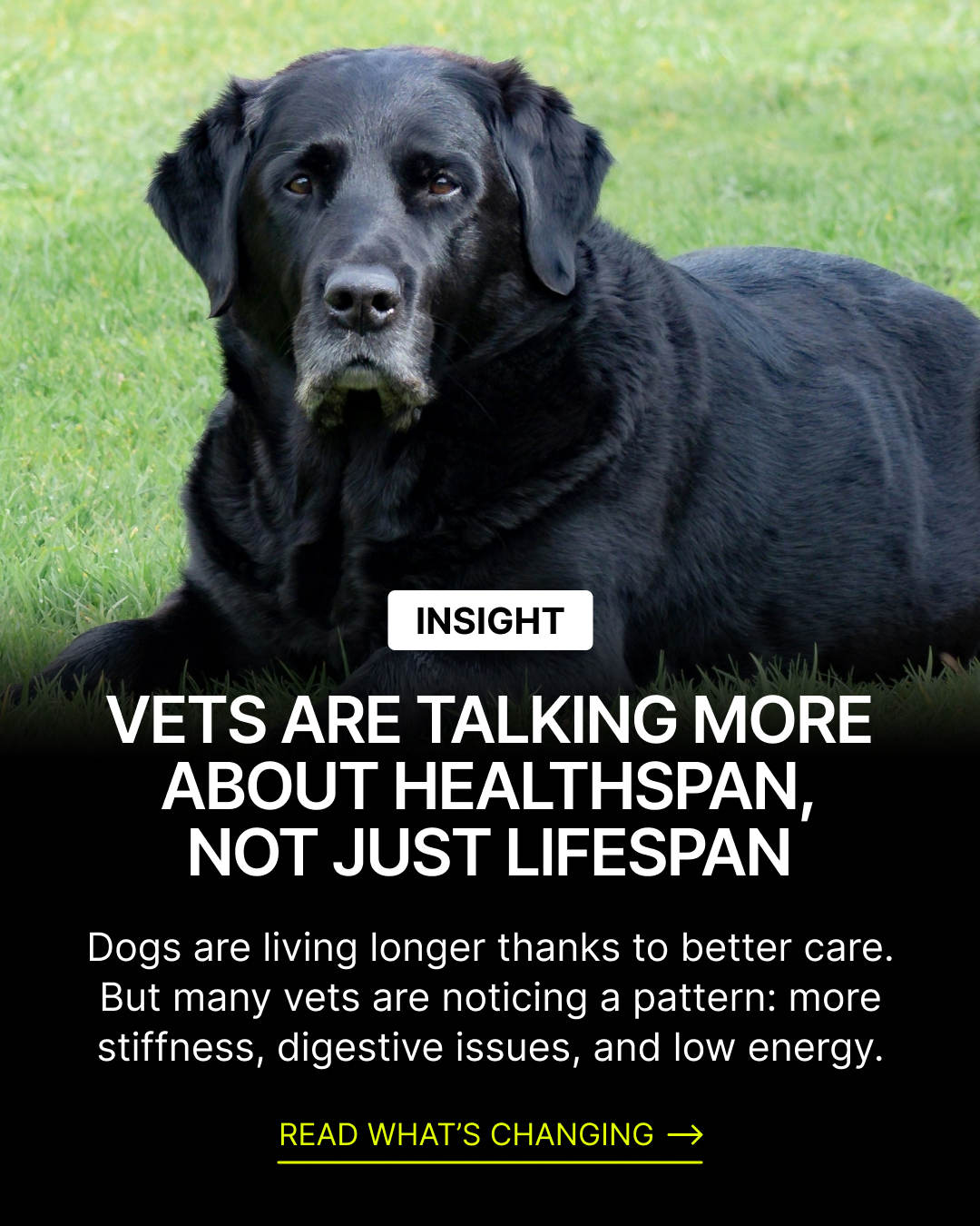 Native Pet Facebook ad