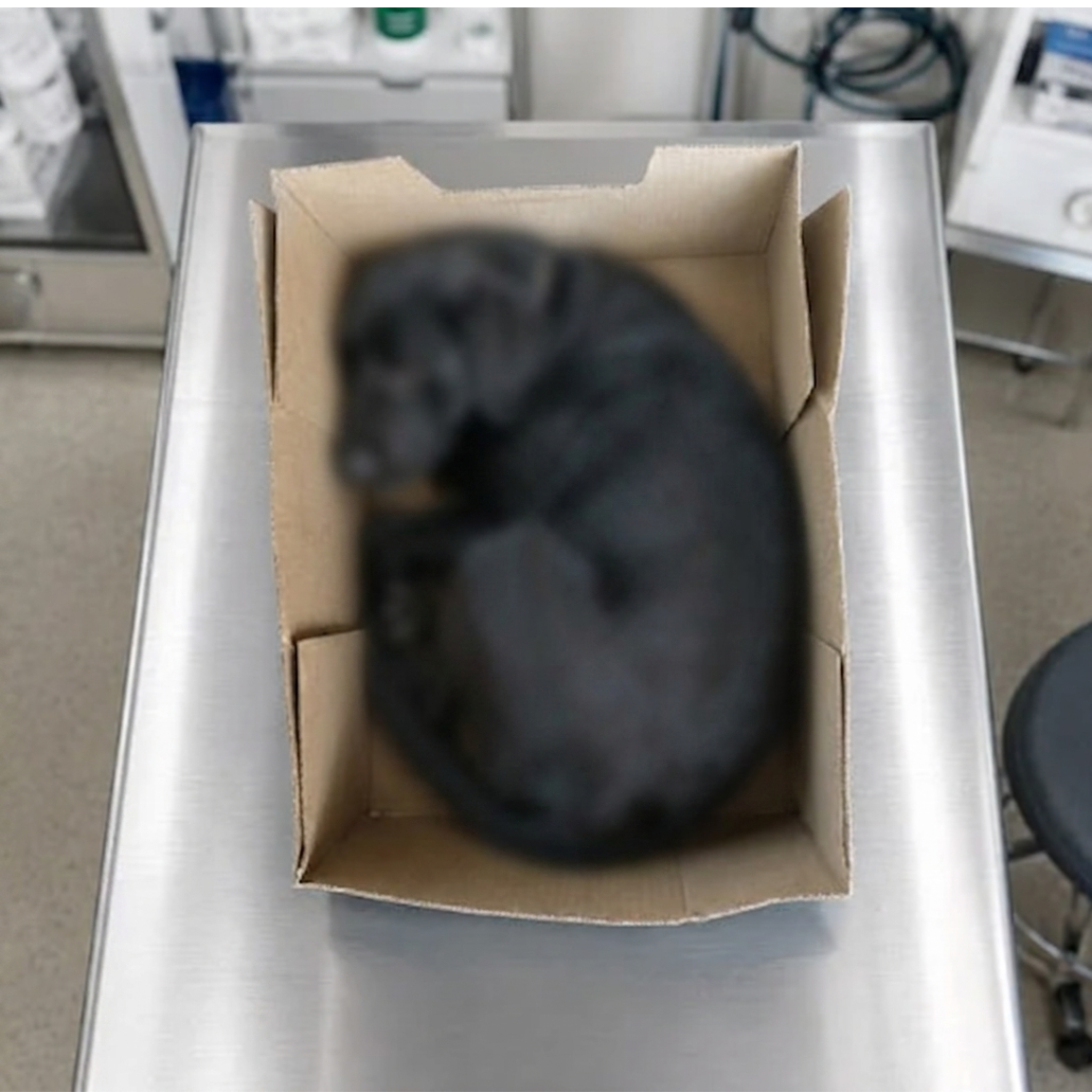 Isabelle Marchand Facebook ad: Lisez ceci si vous avez un Labrador
