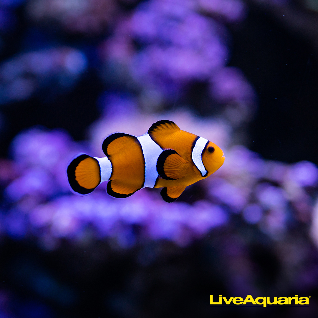 LiveAquaria.com Facebook ad