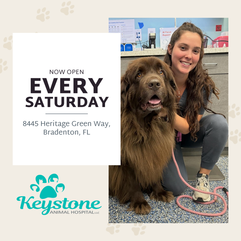 Keystone Animal Hospital Facebook ad: Book an Appointment