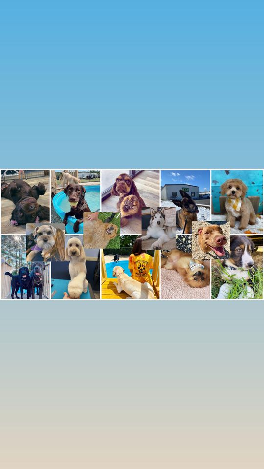 Pitt County K9 Academy Facebook ad