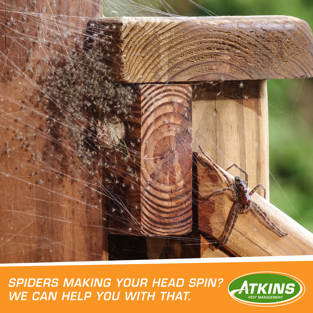 Atkins Inc Facebook ad