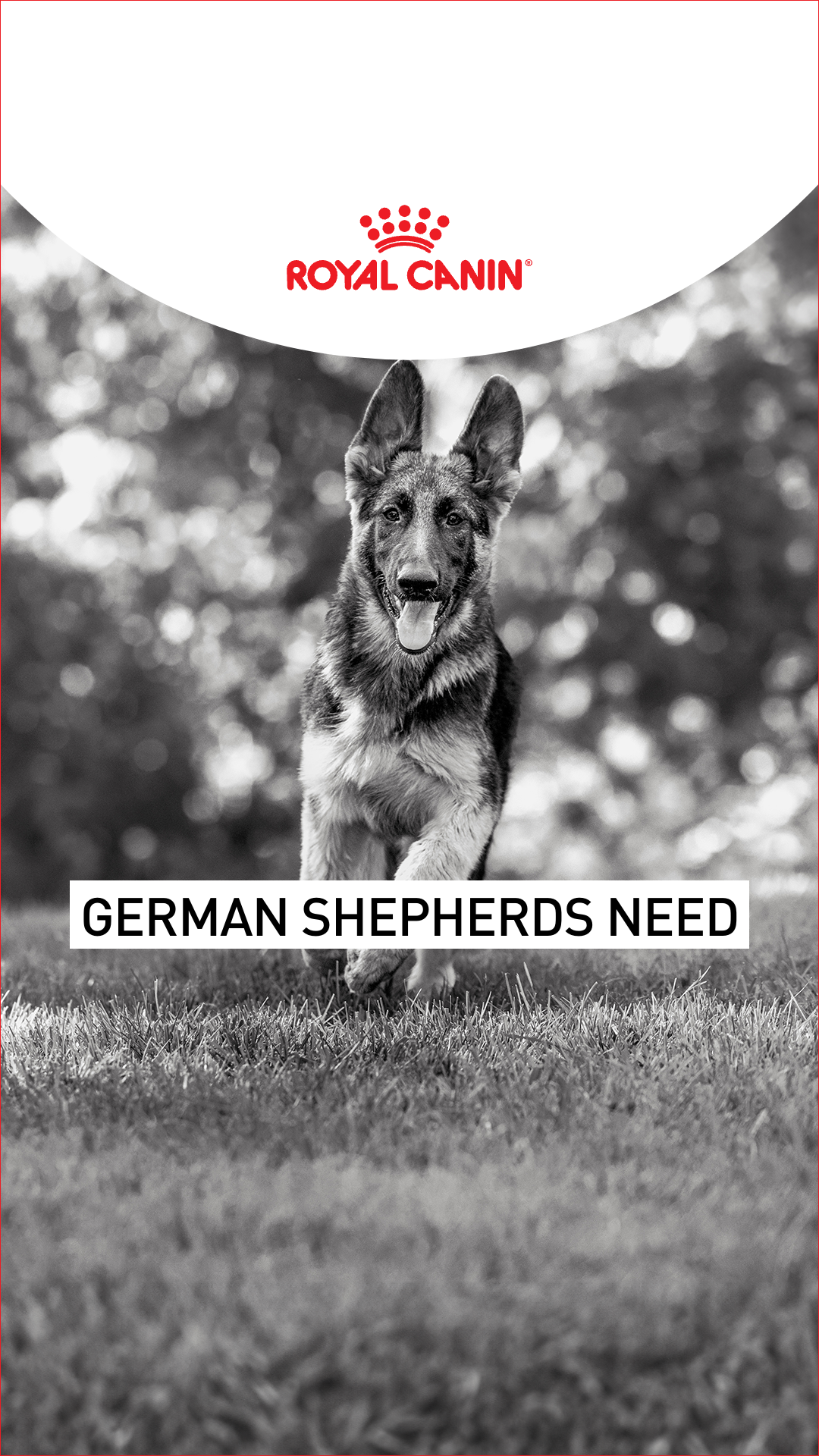 Royal Canin Facebook ad
