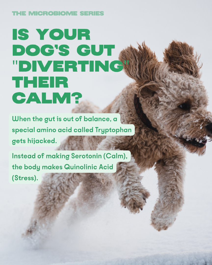 Bonza Dog Foods Facebook ad: Most UK dog owners treat reactivity as a…