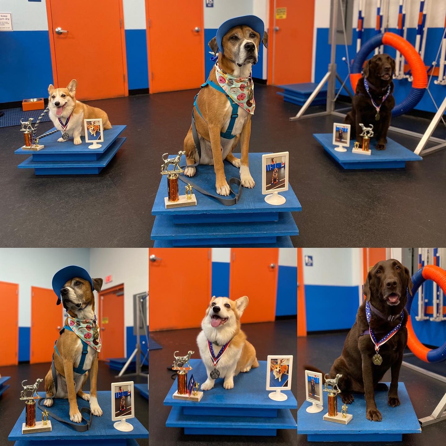 Zoom Room Dog Training Facebook ad