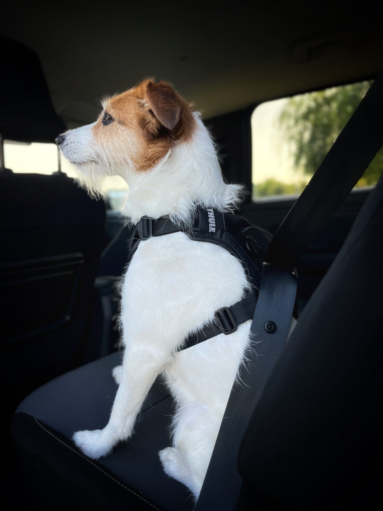 Thule Facebook ad