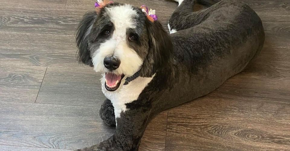 Puppy Love Grooming Facebook ad: Looking for a place nearby to get your…