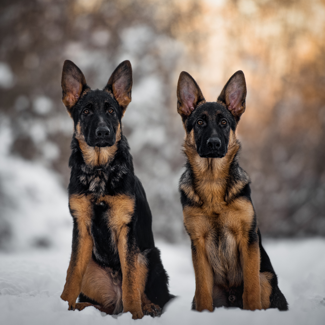 SpiritDog Training Facebook ad