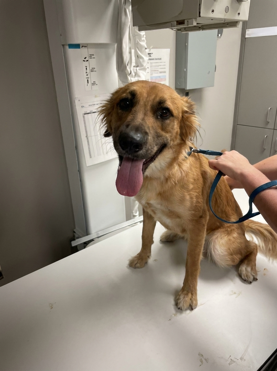 Lakeview Animal Hospital Facebook ad