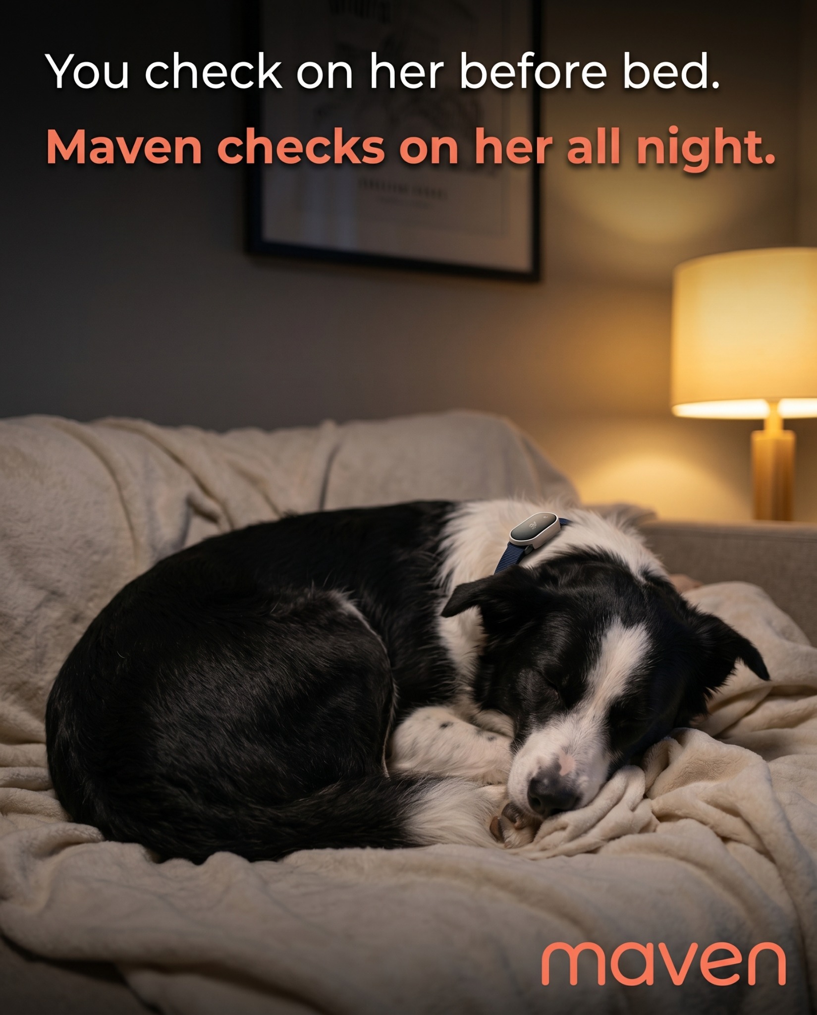 Maven Pet Facebook ad
