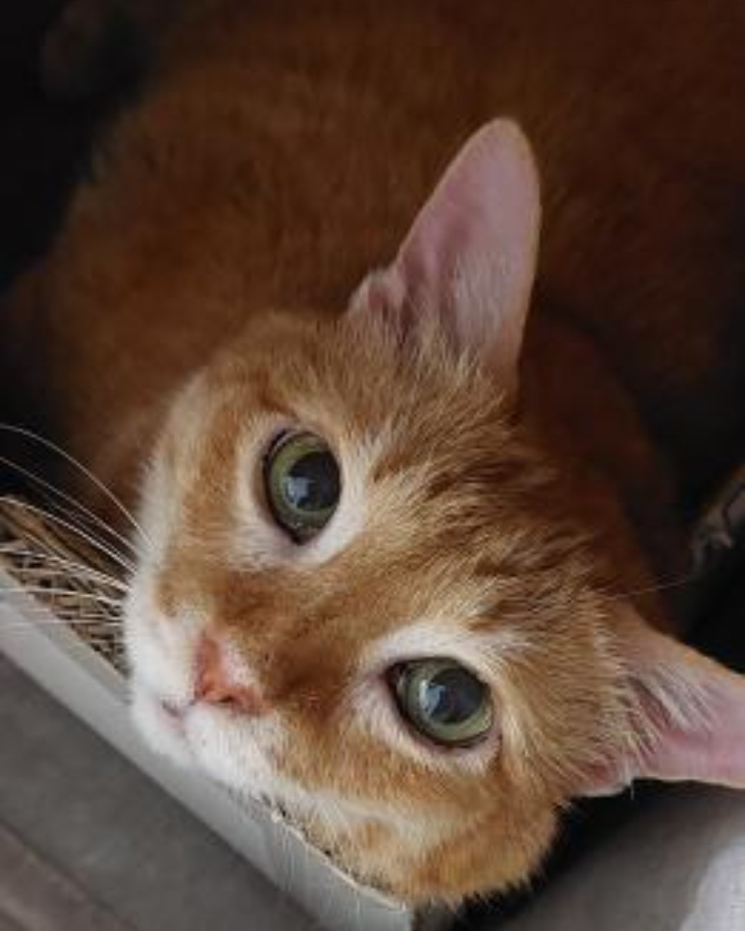 NHV Natural Pet Products Facebook ad