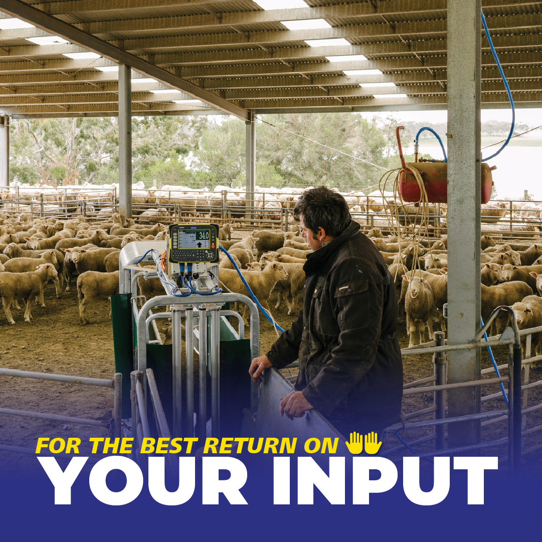 Datamars Livestock AU Facebook ad: Direct your inputs where they'll have the most…