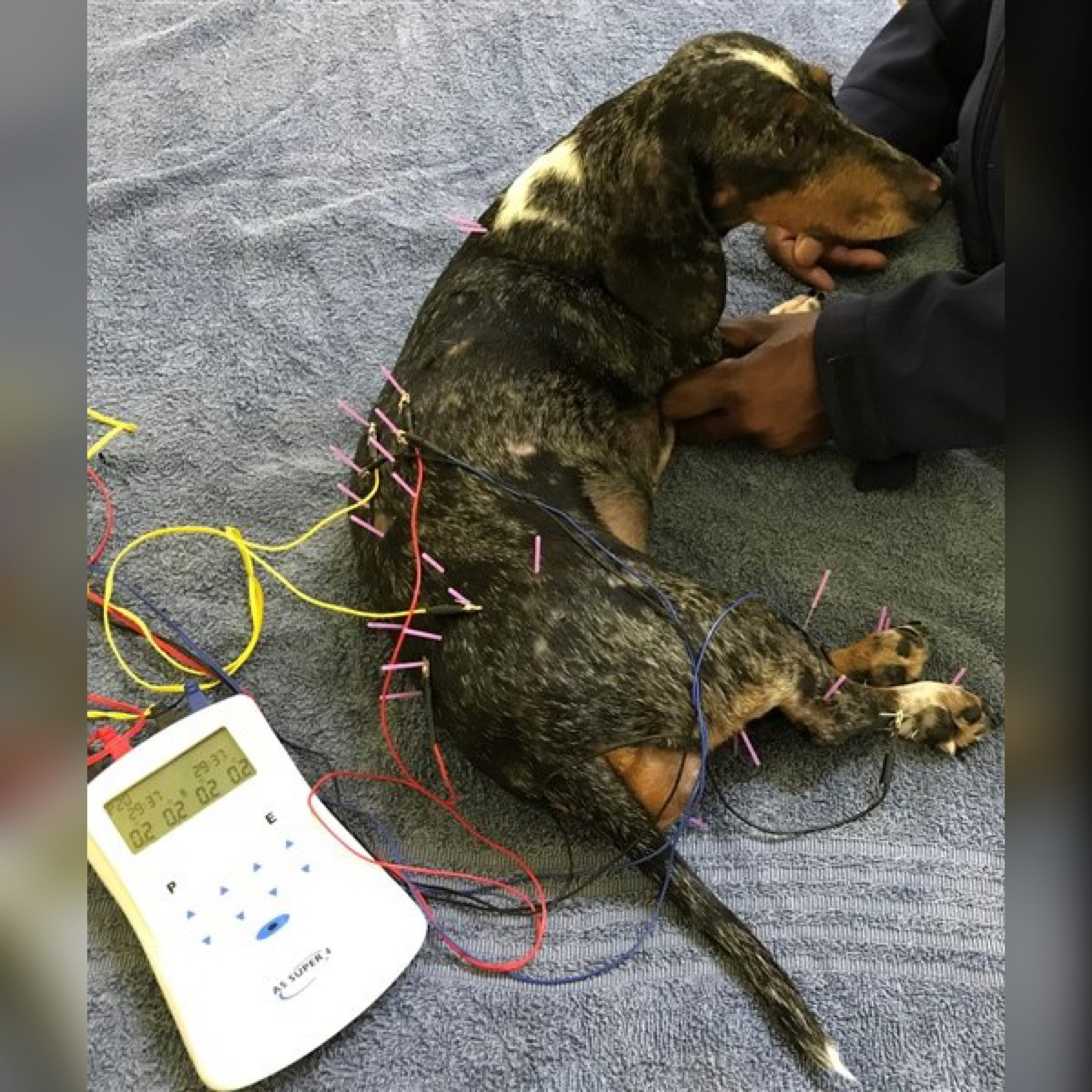 Southern Cross Veterinary Clinic Facebook ad
