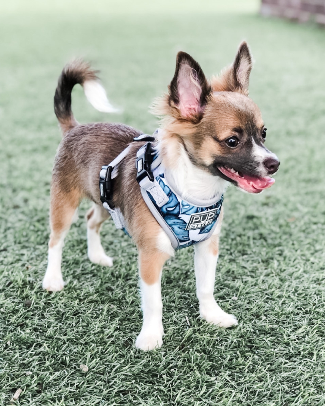 PUPSTYLE Store Facebook ad