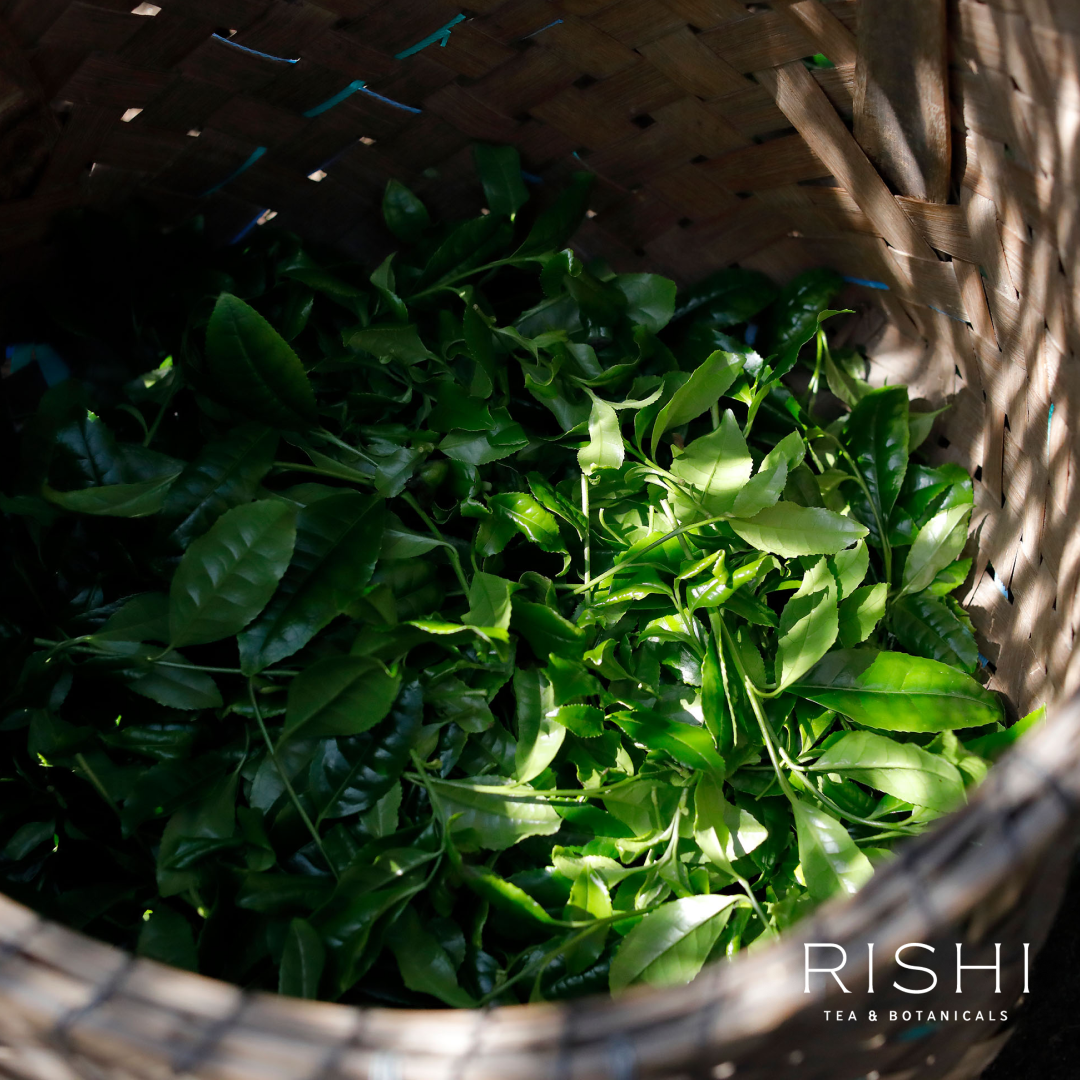 Rishi Tea Facebook ad