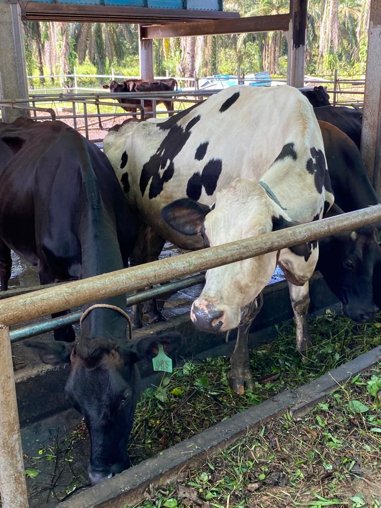 Starfruit Facebook ad: Craving for 100% organic milk, with zero preservatives…