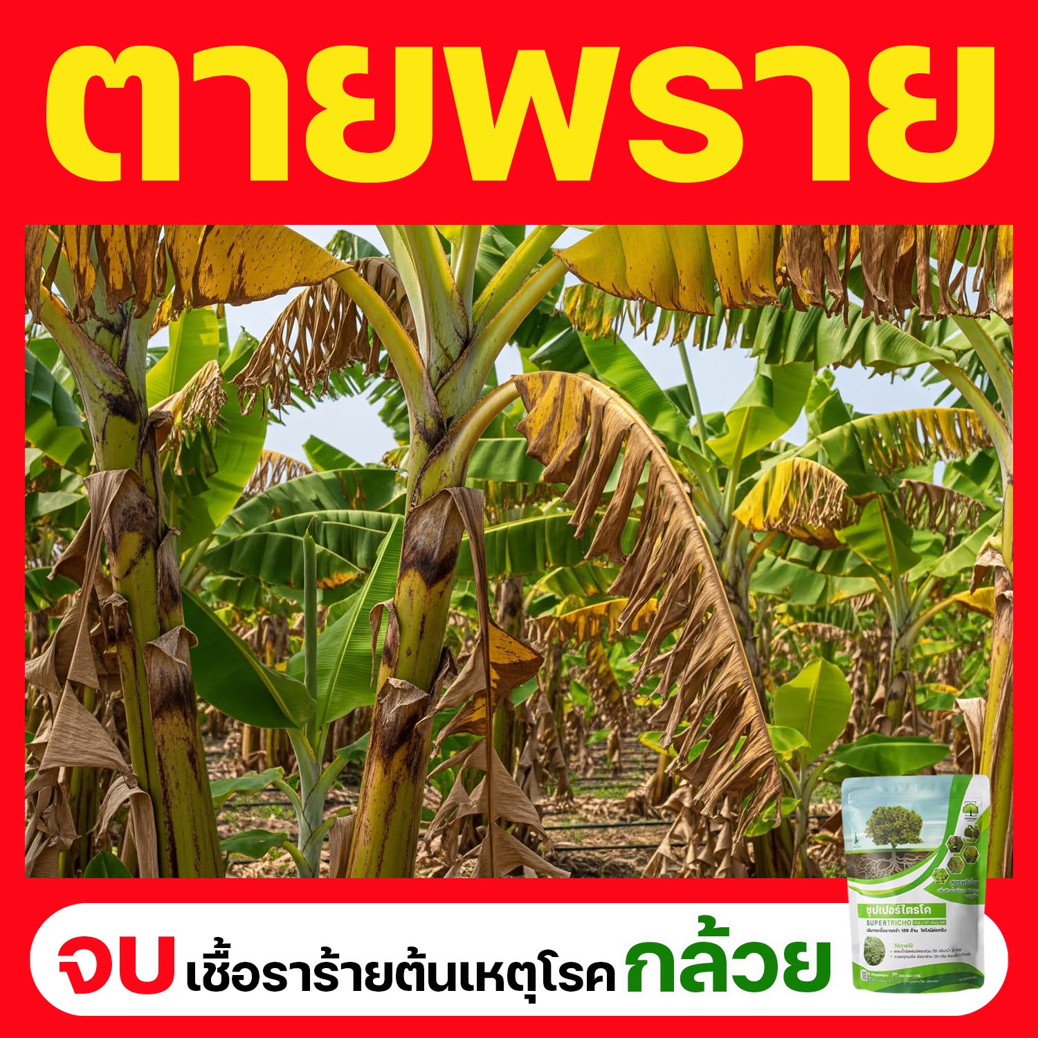 ซุปเปอร์ไตรโค สูตรป้องกันและกำจัดเชื้อรา Facebook ad